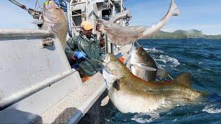 longline fishing, Commercial Fishermen Fishing Vessel - Catch a lot of cod and Halibut on the sea #2