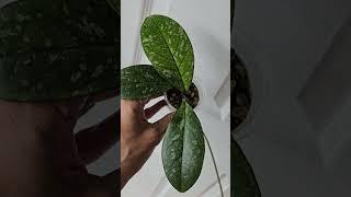 Hoya Carnosa Snowball | Crassipetiolata Splash Round Leaf