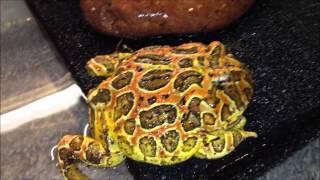 Ceratophrys ornata - YELLOW-PHASE - by PACpedia (M&L Pacman Frogs)