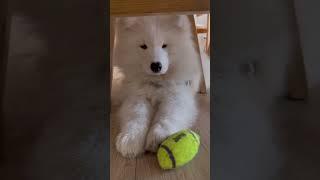 Meeting this fluffy Veni for the first time has left me in awe!   #samoyed #lifelately