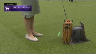 Yorkshire Terriers | Breed Judging 2023