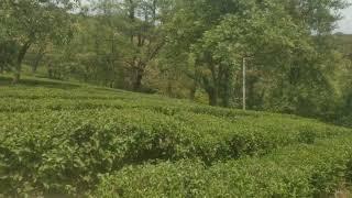 Tea Garden Dharamshala