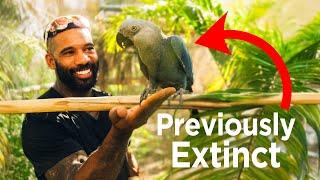 Why This Parrot Is The Rarest Animal In The World...