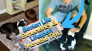 How Long Will Your Boston Terrier Live? Factors Affecting Lifespan; Tips To Increase Life Expectancy