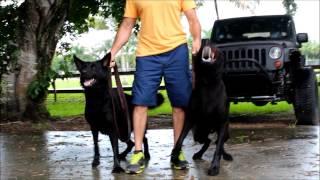 HighClass K9 Black German Shepherd Muler & Briana Working Tandem