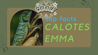 Calotes Emma  Forest Garden Lizard facts  Emma Gray's Forest Lizard  endemic to China Asia