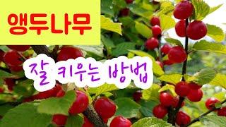 앵두나무 잘 키우기 - 나무특성/식재장소 & 방법/토양/관리 (물주기 등)/수형잡기/전지/앵두주 담그기