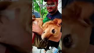 Dog is scared when he hears thunder！#dog#dogs#funnydog#pet#funnypet#funnyvideo#funnyanimals#fyp