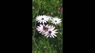 Gigantic moth gathering nectar from flowers