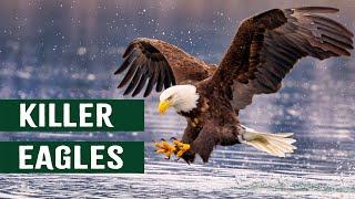 Wings Of Death: The Most Powerful Apex Predator Of The Skies | Eagles Hunting In Action