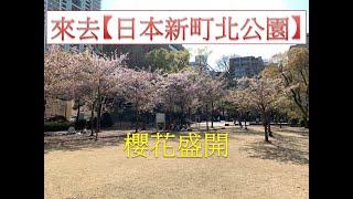 【日本新町北公園 賞櫻】盛開的櫻花超漂亮 日本當地賞櫻公園，野餐好去處。