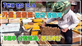 10월 중순 양봉관리/ 월동벌 강군 만들기/ 저밀상태/ 봉지사양