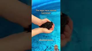 #frog #animals #snail #hewan #kurakura #cat #cat #shorts