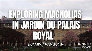 Exploring Magnolias in Jardin du Palais Royal | Paris | France | Things To Do In Paris