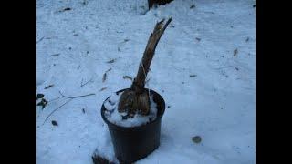 Another Coconut Palm bites the dust