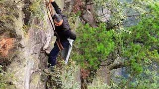 They risked their lives on the cliff to pick bird's nest, which can sell for 26000 yuan per kilogram