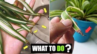 Fixing Brown Leaves on Spider Plants@Vlogsforplants #spiderplant