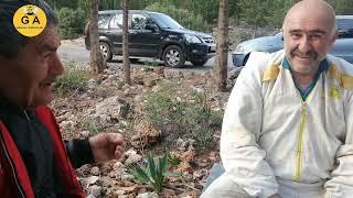 Kaç tane yalancı ana arı olur. sahte anaya giden kovana ne yapılır.beekeeping. arıcılık.