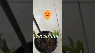 Lemon Tree from Cuttings #shorts #lemontree #trending # viral #jeoff-re'zdiy