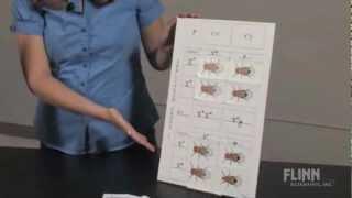 Fruit Fly Genetics