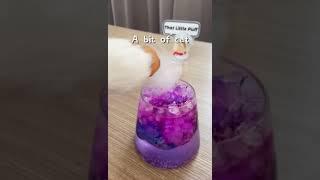 Cute Cat Making Rose Drink | Awwsocute #shortsvideo #cutecatvideos #funnycats