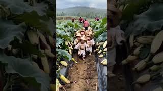 Little farmer #cutebaby #cute #0050