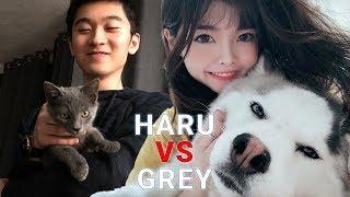 Haru (huhi's dog) vs Grey (biofrost's cat) | woori TV