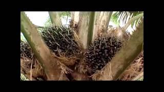 Wonder Oil Palm Tree