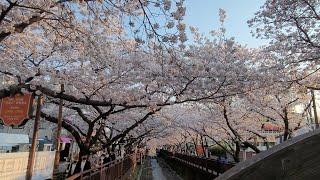 Jinhae, Changwon Yeojwacheon Romance Bridge the splendid cherry blossom tunnel  (Jinhae Tour)