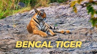 The Bengal Tiger