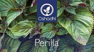 Perilla (Shiso) (Perilla Frutescens) | Essential-Oil-Plant Portrait by Dr. Malte Hozzel