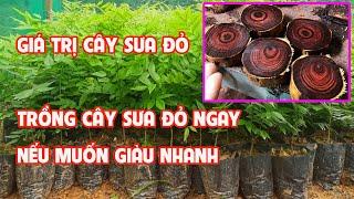 Cây Giống Sưa Đỏ Miền Bắc Giá Rẻ Bèo || 0764 456 123