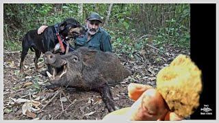 Clearing the Rainforest of Pigs, And Finding Ancient Stone Tools, Toothy Rainforest Boar!!