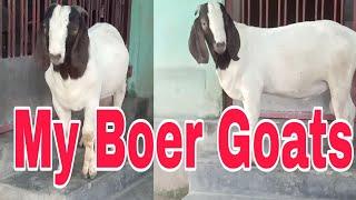 My Boer Goats..(Goat Farming in Assam) 7002283104