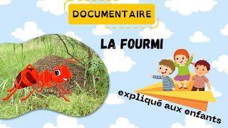 La fourmi - Documentaire animalier pour les enfants - Sciences ludiques 