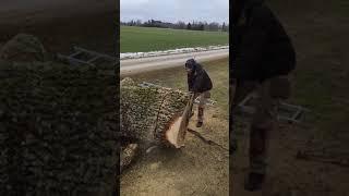 Stihl MS881 cuts through old oak like butter