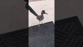 He's trying to see in?! #roadrunner #desertanimals #desertlife