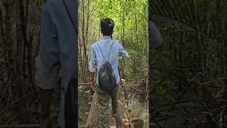 ដើរព្រៃកោងកាង #shorts #mangrove_forest