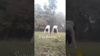 Surya Namaskar️ #shorts  #yoga​ #suryanamaskar​ #yogaforbeginners​ ​ #yogainspiration​ #yogaindia​