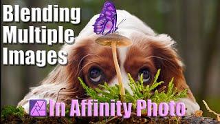 Blending Images in Affinity Photo 2: Dog and Butterfly Compositing