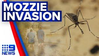 Damp areas in your home could be attracting more mozzies | 9 News Australia