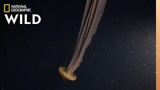 A Dream-Like Giant Jellyfish | Hunt For the Giant Squid