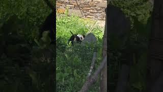 今天福宝一直在吃吃吃。#大熊猫 #大熊猫福宝 #关爱国宝大熊猫