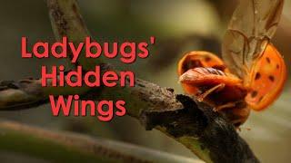 Ladybugs' "Hidden" Wings