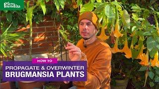 How to grow Brugmansia : A guide to cuttings & winter protection