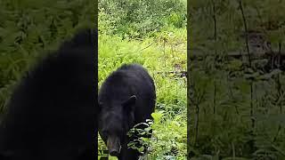 Bear-1 camera-0 #blackbear #wildlife #hunting #outdoors #trailcam #nature