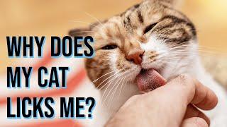 Why Does My Cat Licks Me/ All Cats