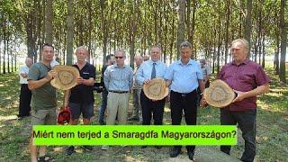 Miért nem terjed a Smaragdfa Magyarországon?