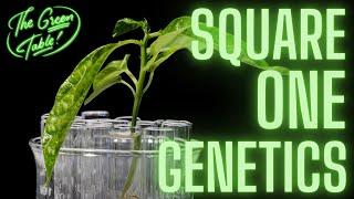 Square One Genetics | Breeding, Cultivation, and Construction