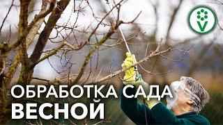 САМАЯ ВАЖНАЯ ВЕСЕННЯЯ ОБРАБОТКА САДА ОТ БОЛЕЗНЕЙ И ВРЕДИТЕЛЕЙ!